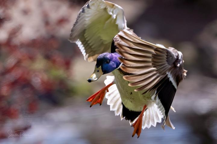 Jumping Duck