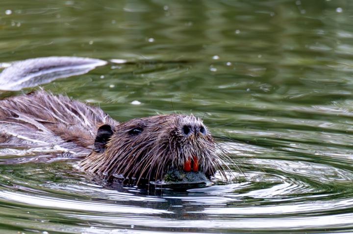 Nutria 