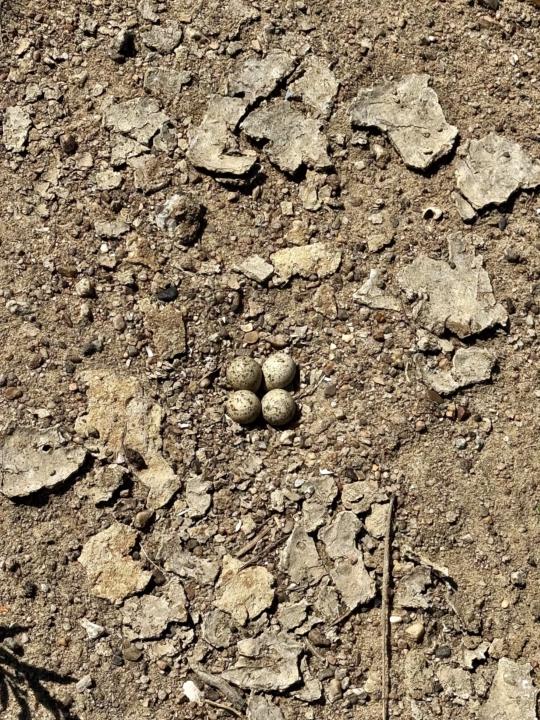 Nest gefunden
