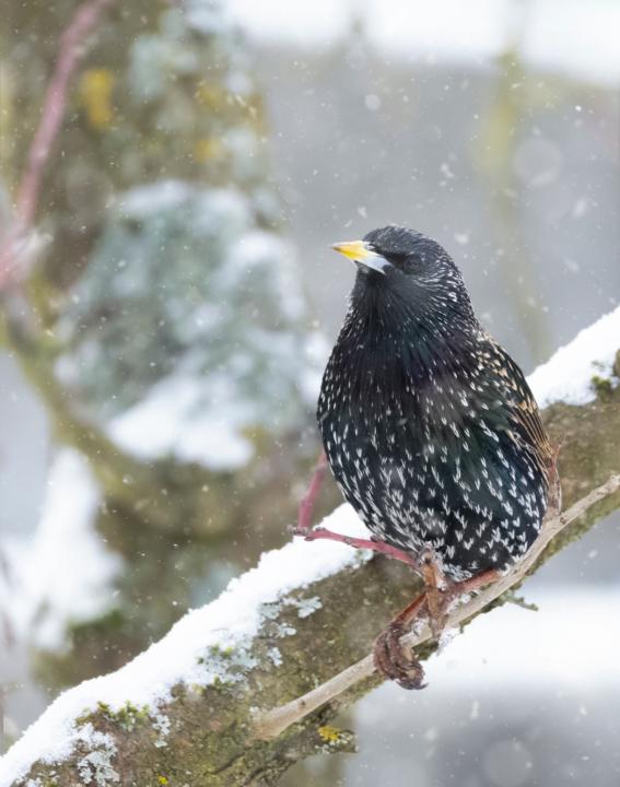 Mein täglicher Gast im Garten