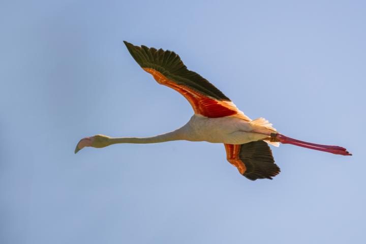 Flamingos in der Camargue