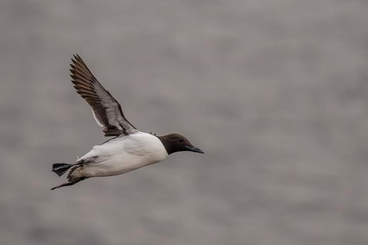 Helgoland weitere Tiere