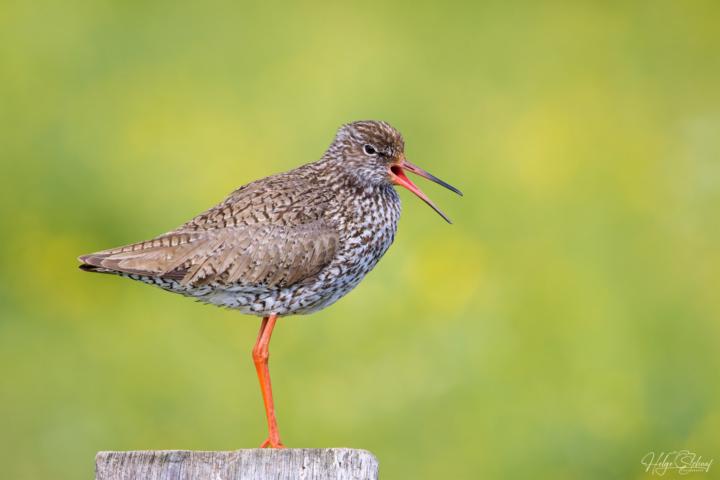Rotschenkel (Tringa totanus)