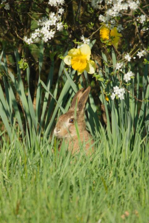 Ostermotiv aus dem Garten