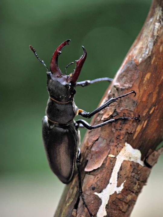 Hirschkäfer