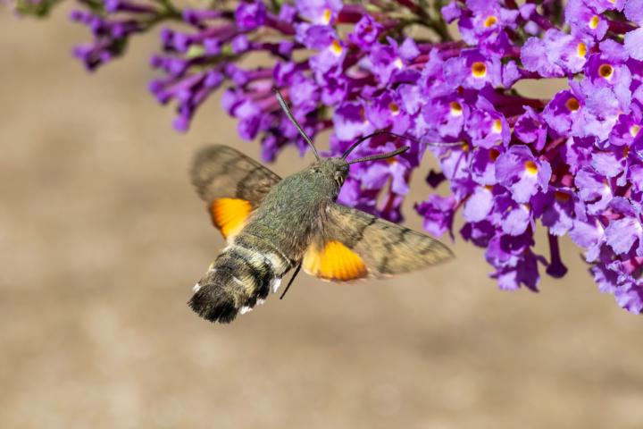 Taubenschwänzchen 