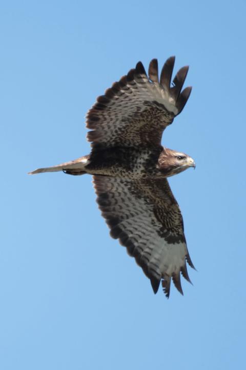 Mäusebussard