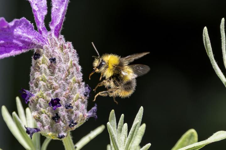 Hummel