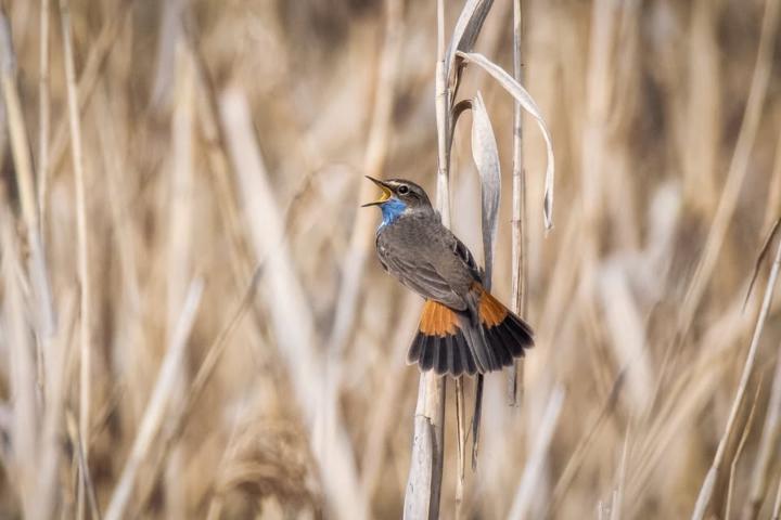 Blaukehlchen