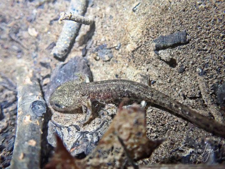 Feuersalamander 
