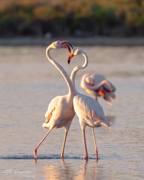 Flamingos auf Mallorca 