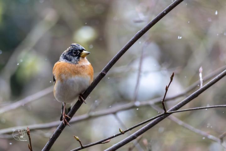 Wintergast