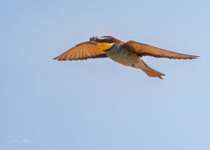 Mein Zielfotos für 2025:  Bienenfresser & Wiedehopf
