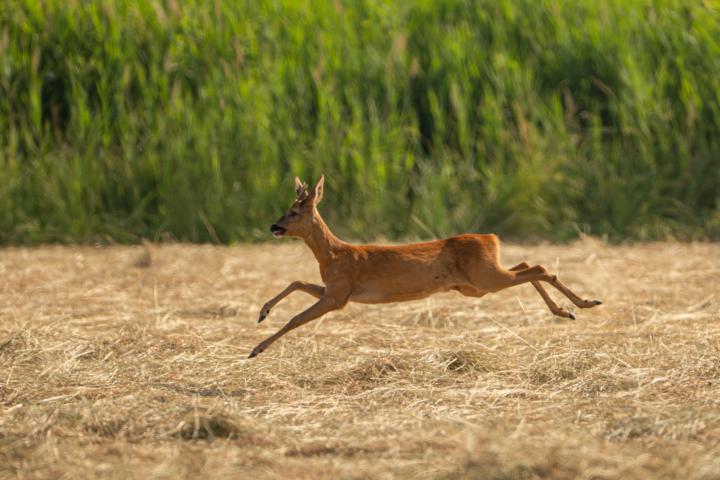 Rehe hatten ihren Spaß