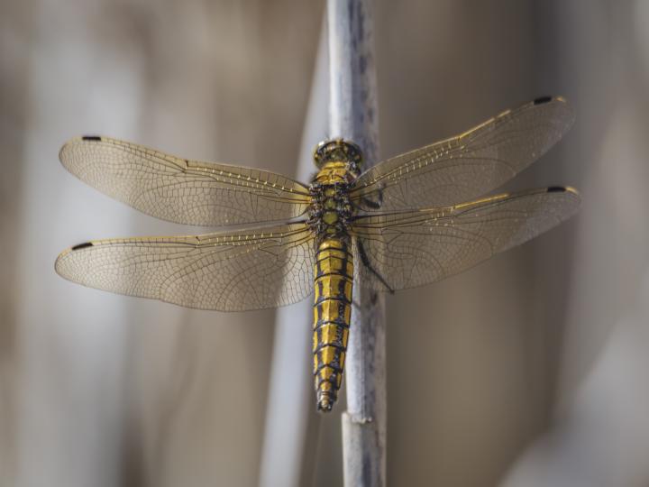 Libellen 