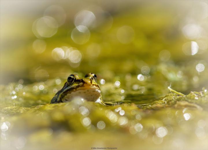 Laubfrosch