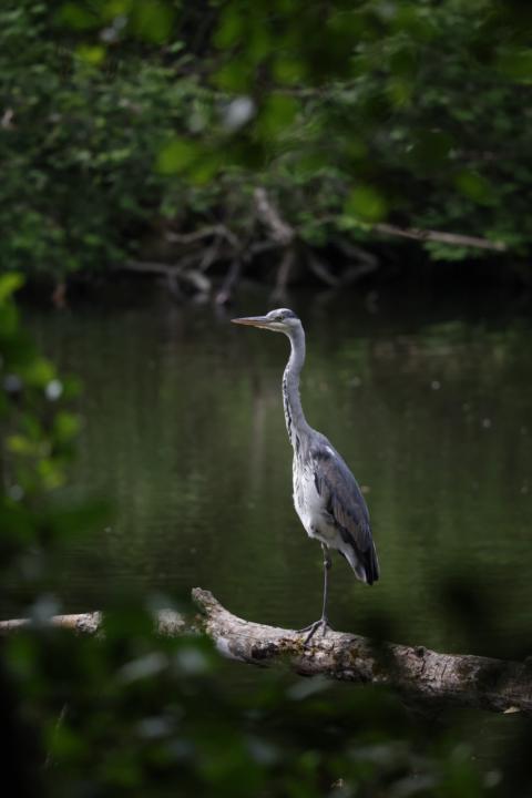 Graureiher macht Mittagspäuschen