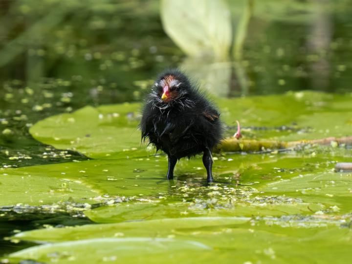 Teichhuhn - Nachwuchs