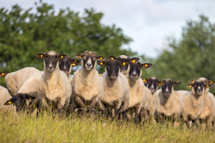 Video Treff Naturfotografie neuer Wochentag Montag 20.00 Uhr 