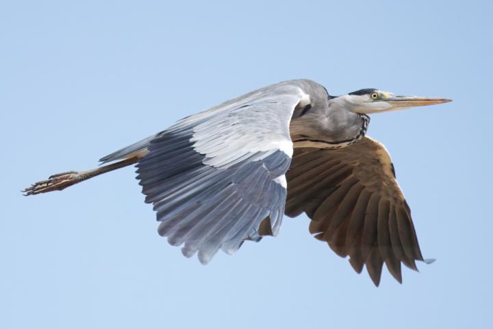 Graureiher im Flug
