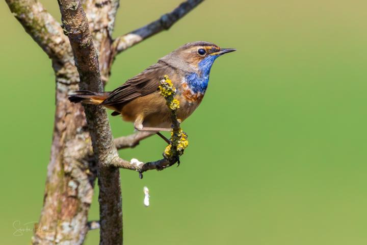 Ein paar Blaukehlchen - Exklusiv bei "die Naturfoto-Community #1"... 