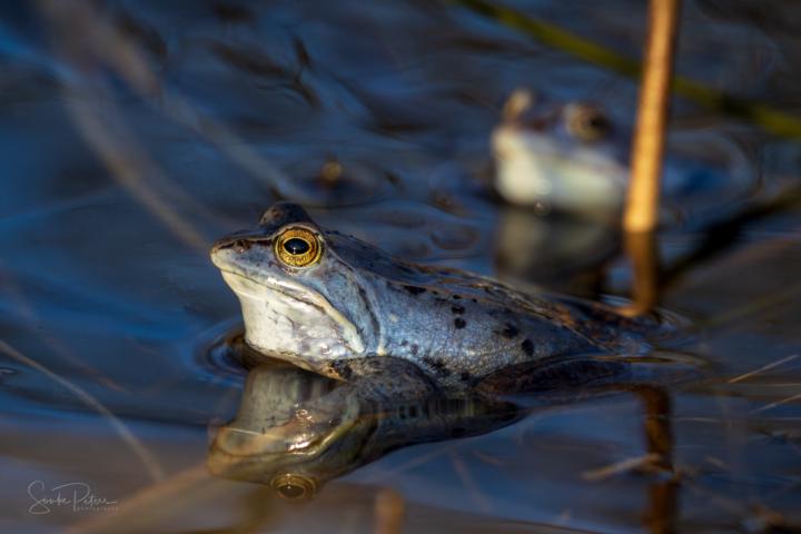 Moorfrosch
