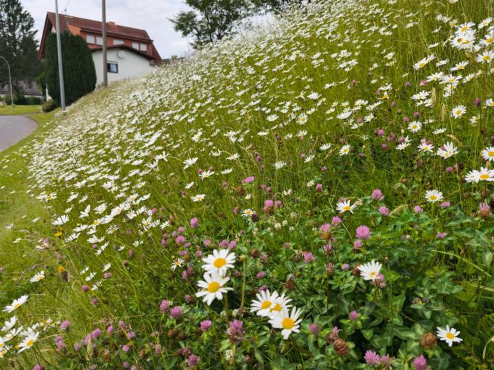 Blumenhang 