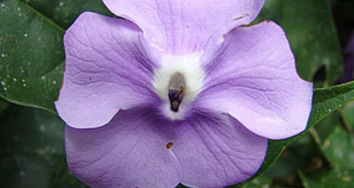 Natural Psychedelics