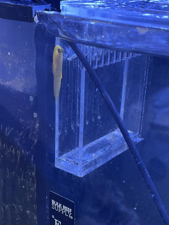 YW goby question