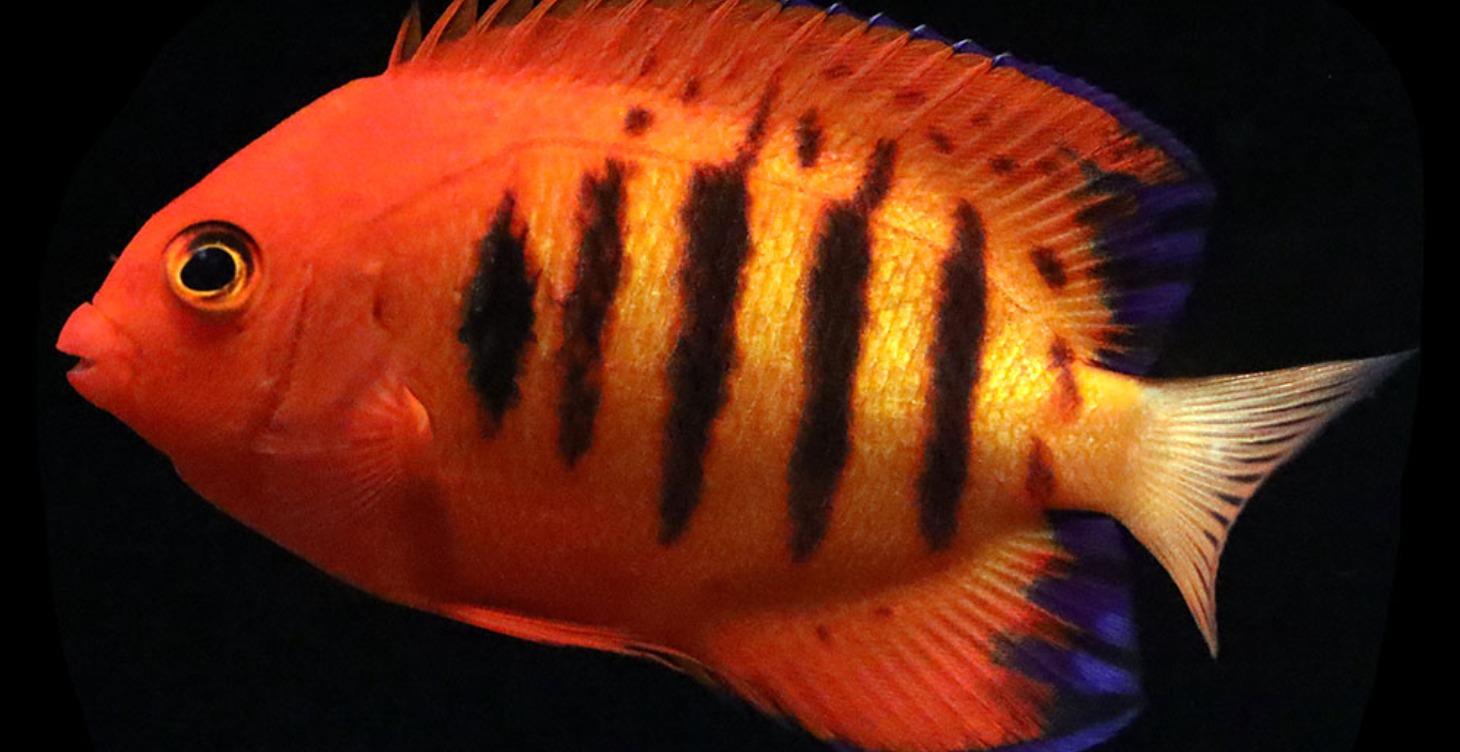 SALTWATER FISH VIDEOS (Content Coming Soon)