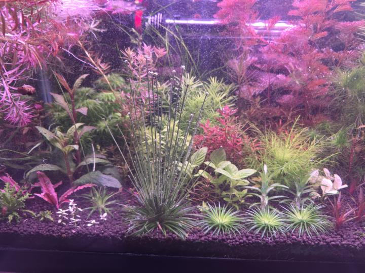 Eriocaulon Polaris 