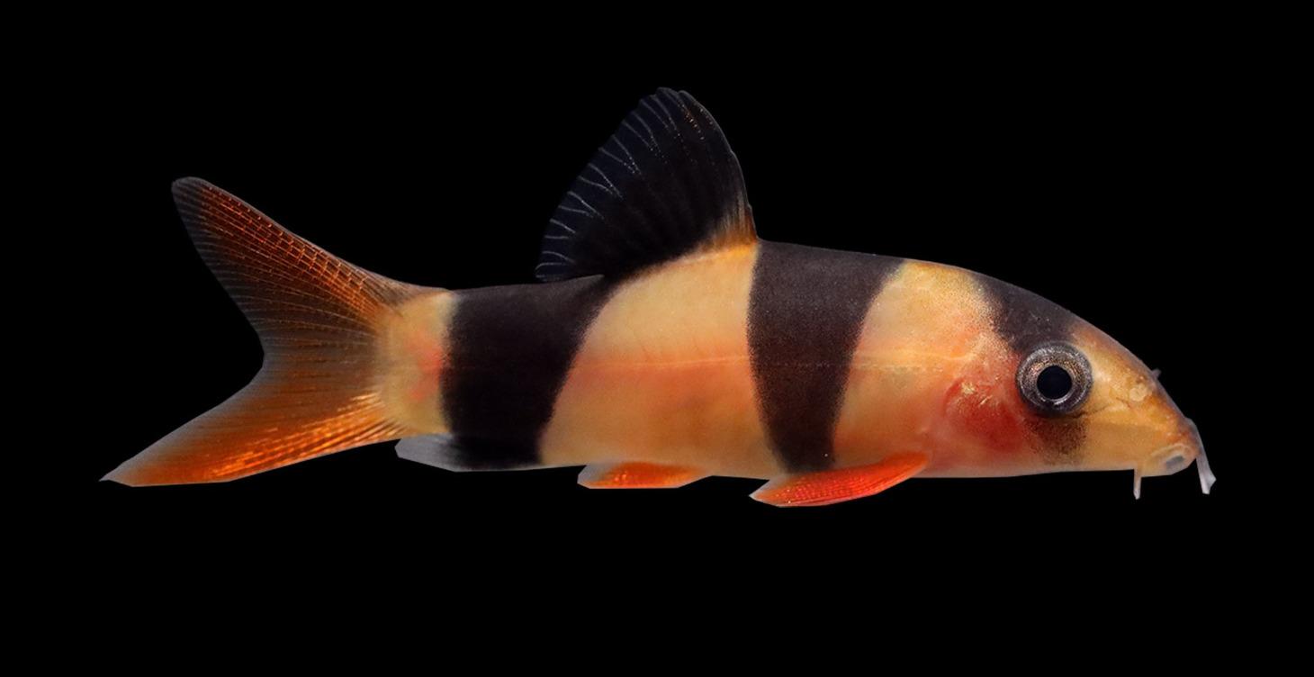 FRESHWATER FISH VIDEOS (Content Coming soon)
