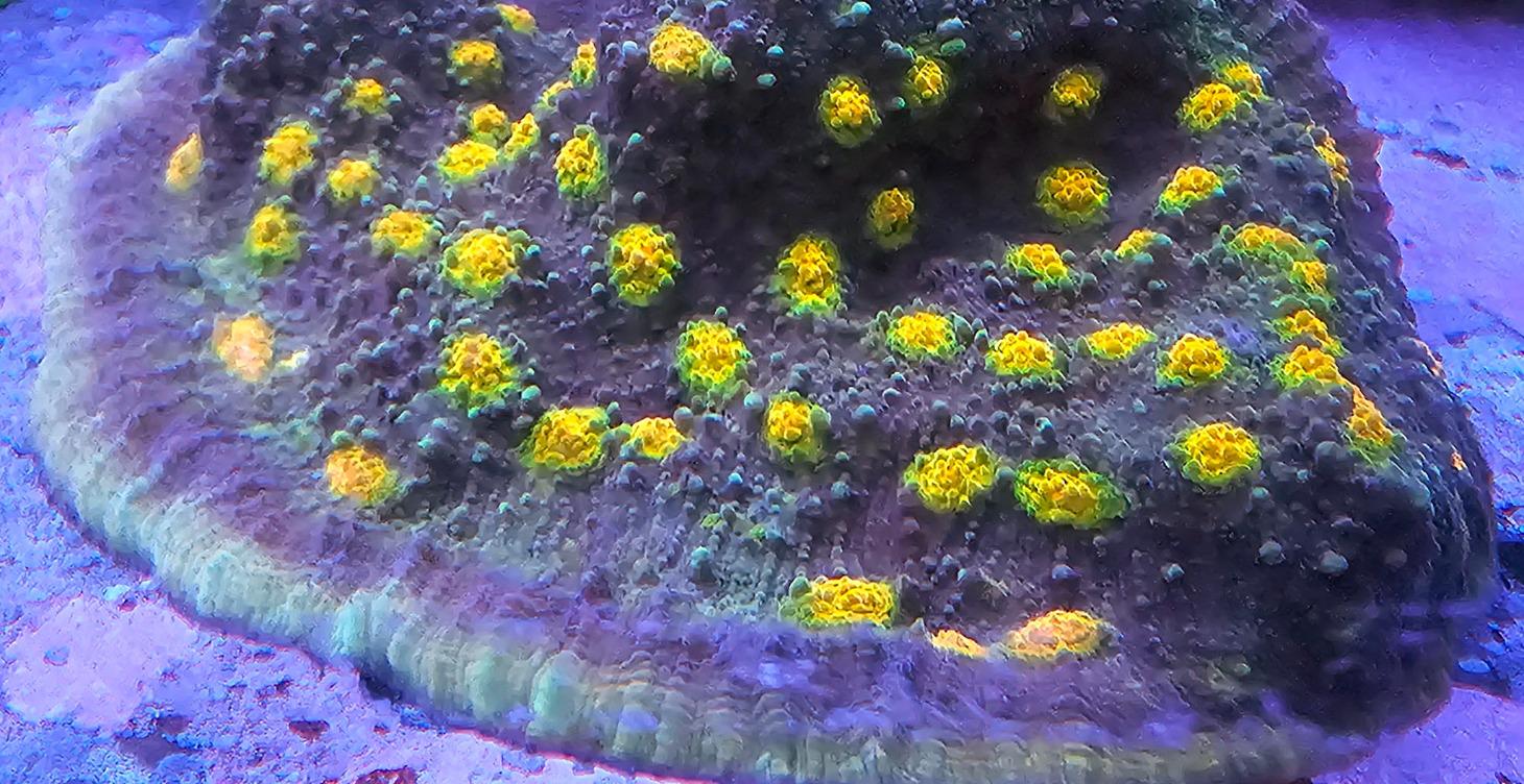 CORAL VIDEOS