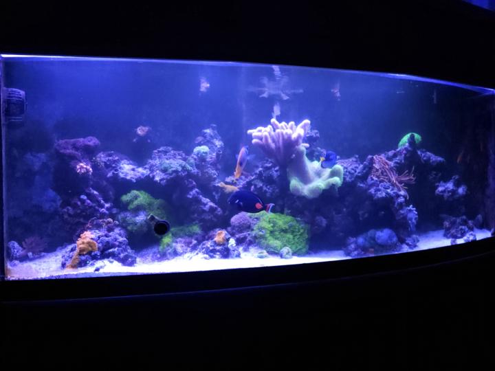 Sanding the Inside of a Stocked Acrylic Reef Tank.