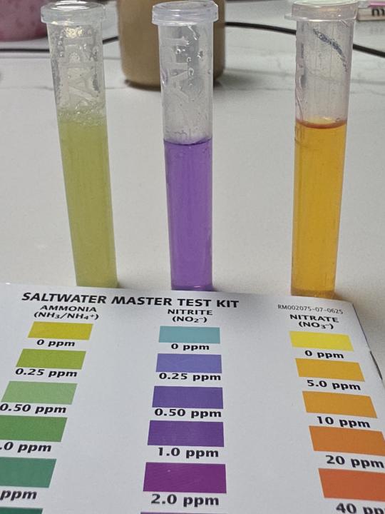 New Tank Nitrite Spike 