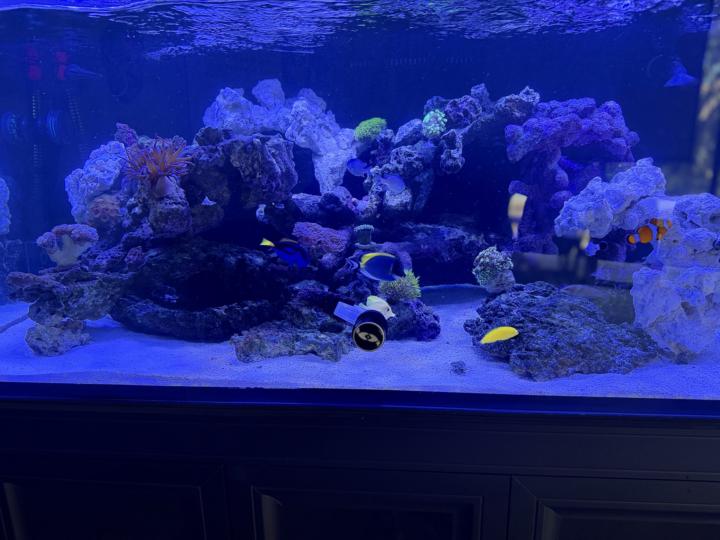 Fish recommendations 