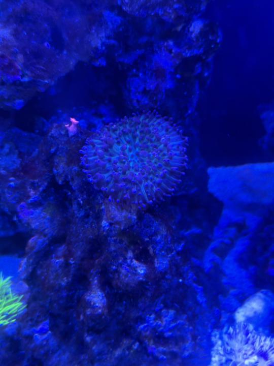 Can Mushrooms Move?