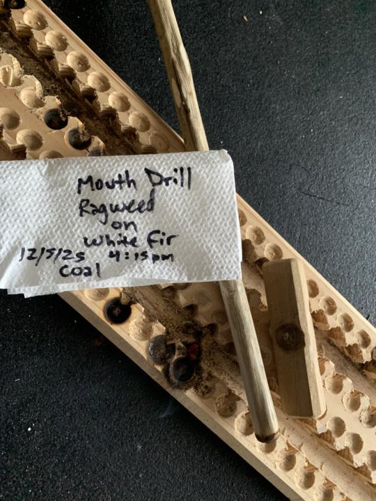 Ragweed (Ambrosia sp.) spindles 