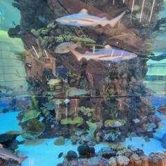 Suad Kalajdzisalihovic Frlj