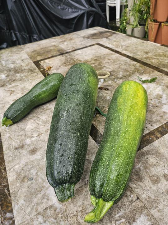 Zucchini Overload