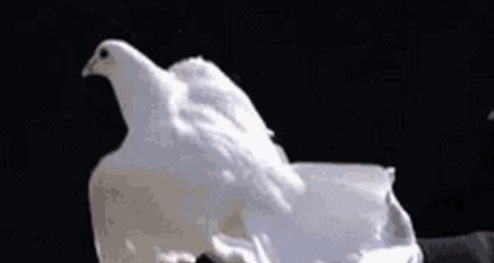 White Dove Release Pigeon club