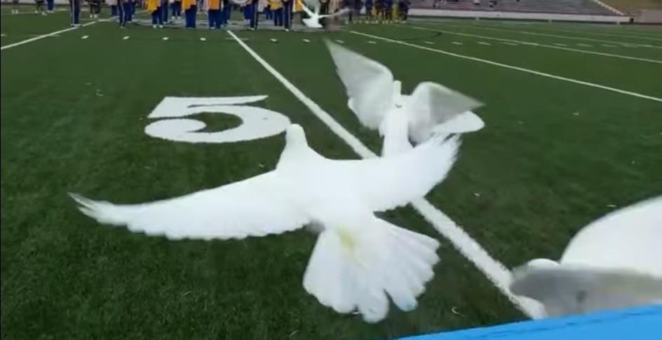 White Dove Release 101