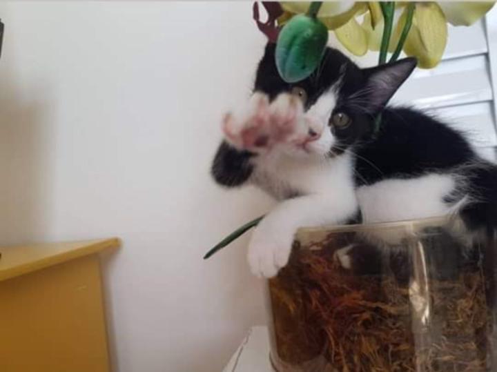 Pablo Eduardo Magalhaes