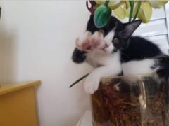 Pablo Eduardo Magalhaes