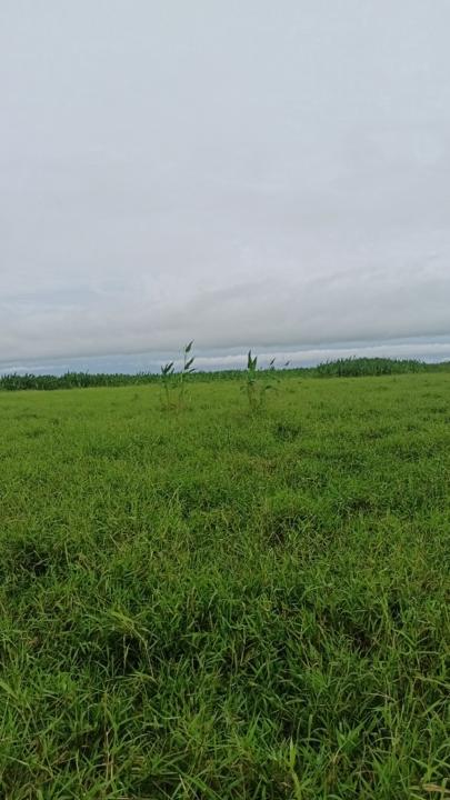 Omar Yesid Corrales Hernandez