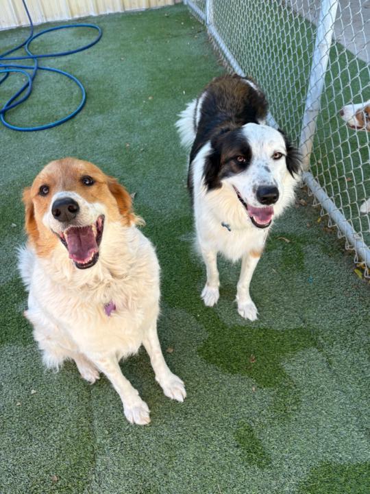 Natalie Marshall-Cox