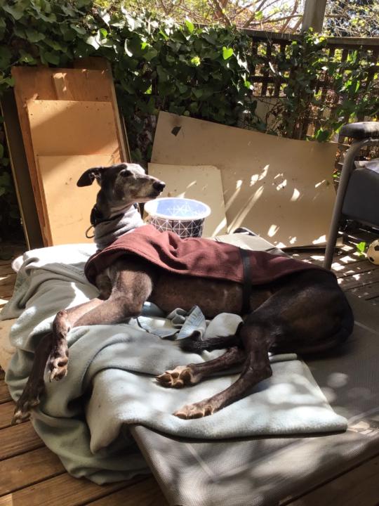 Allegra Wallace-Wells