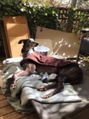 Allegra Wallace-Wells