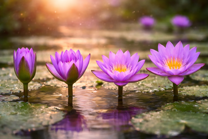 💫 El Timo: la Flor de Loto que Vive en Ti 💮