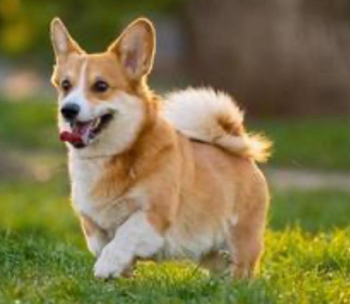 Willy Jackson Tchebeb